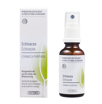 Echinacea – Die Stärkende