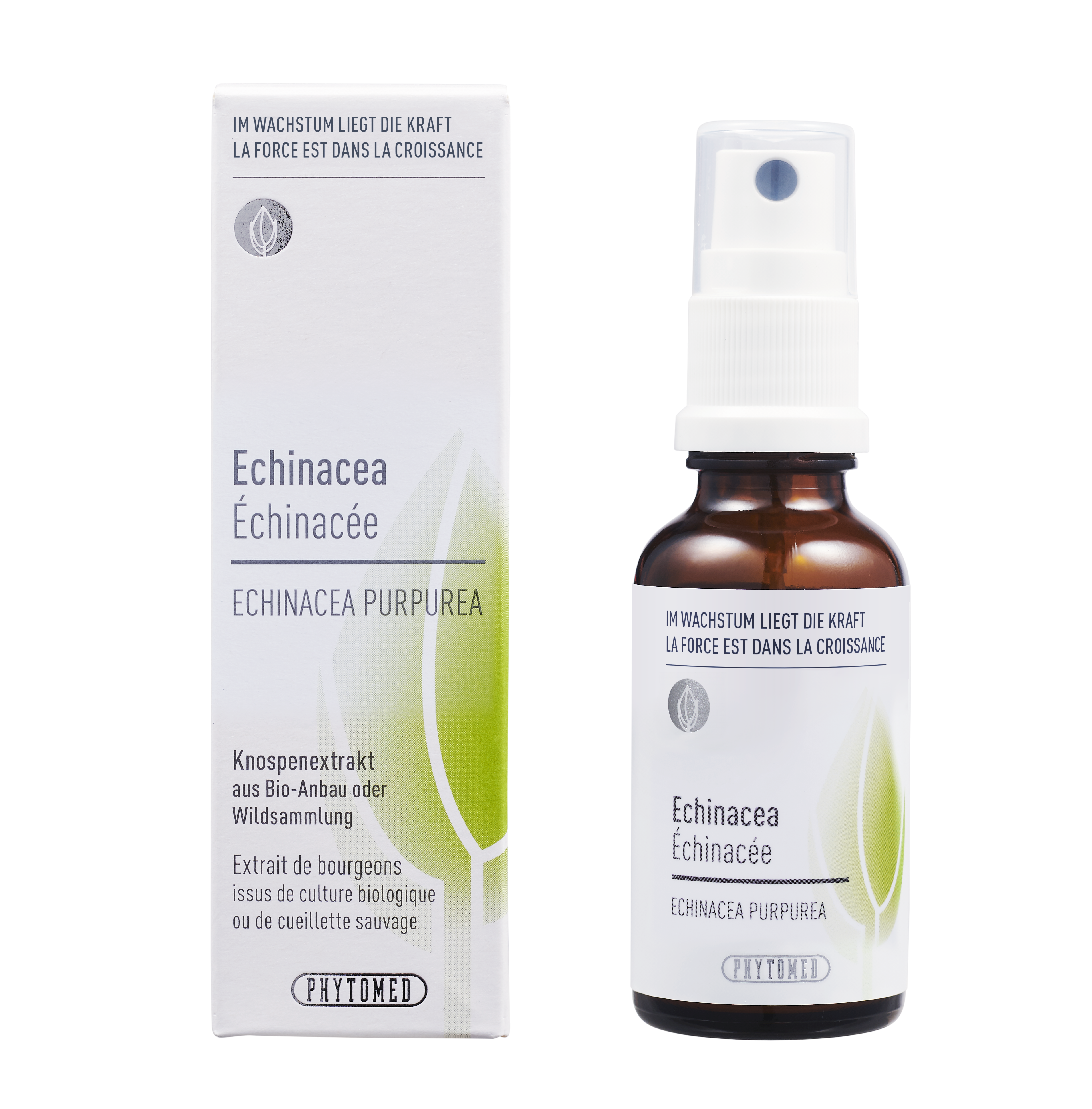 Echinacea – Die Stärkende