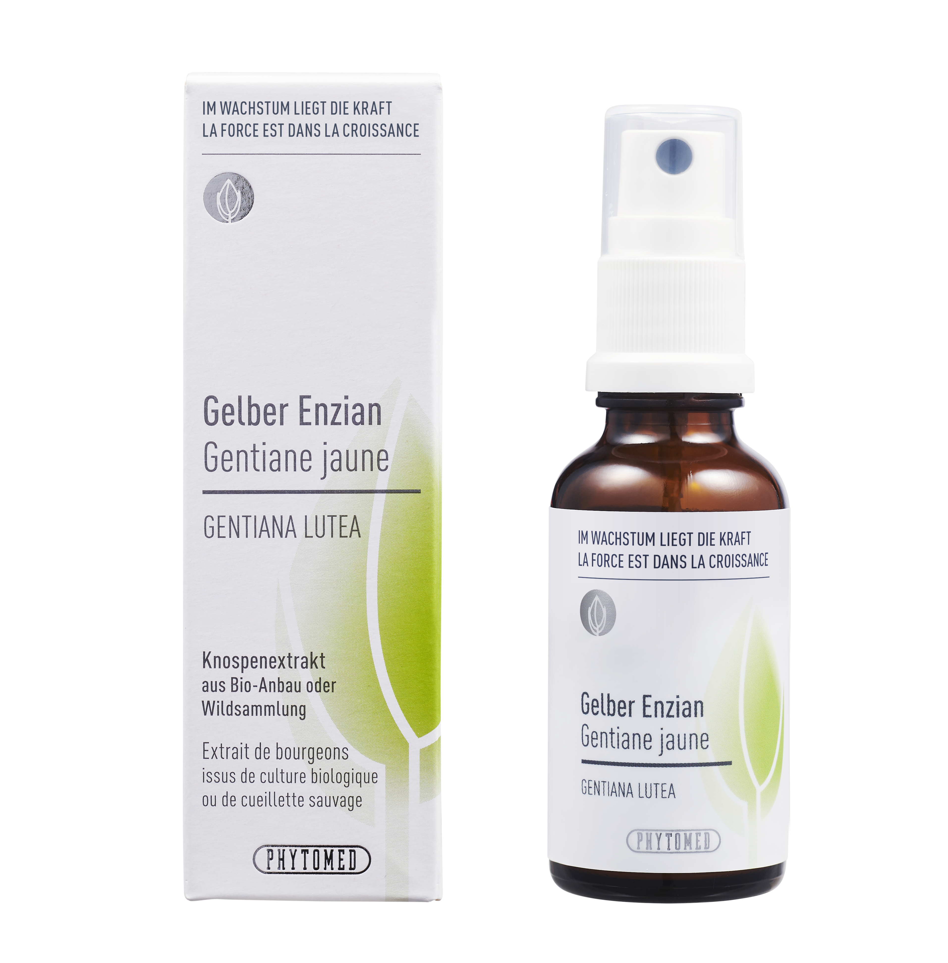 Gelber Enzian – Der Klare