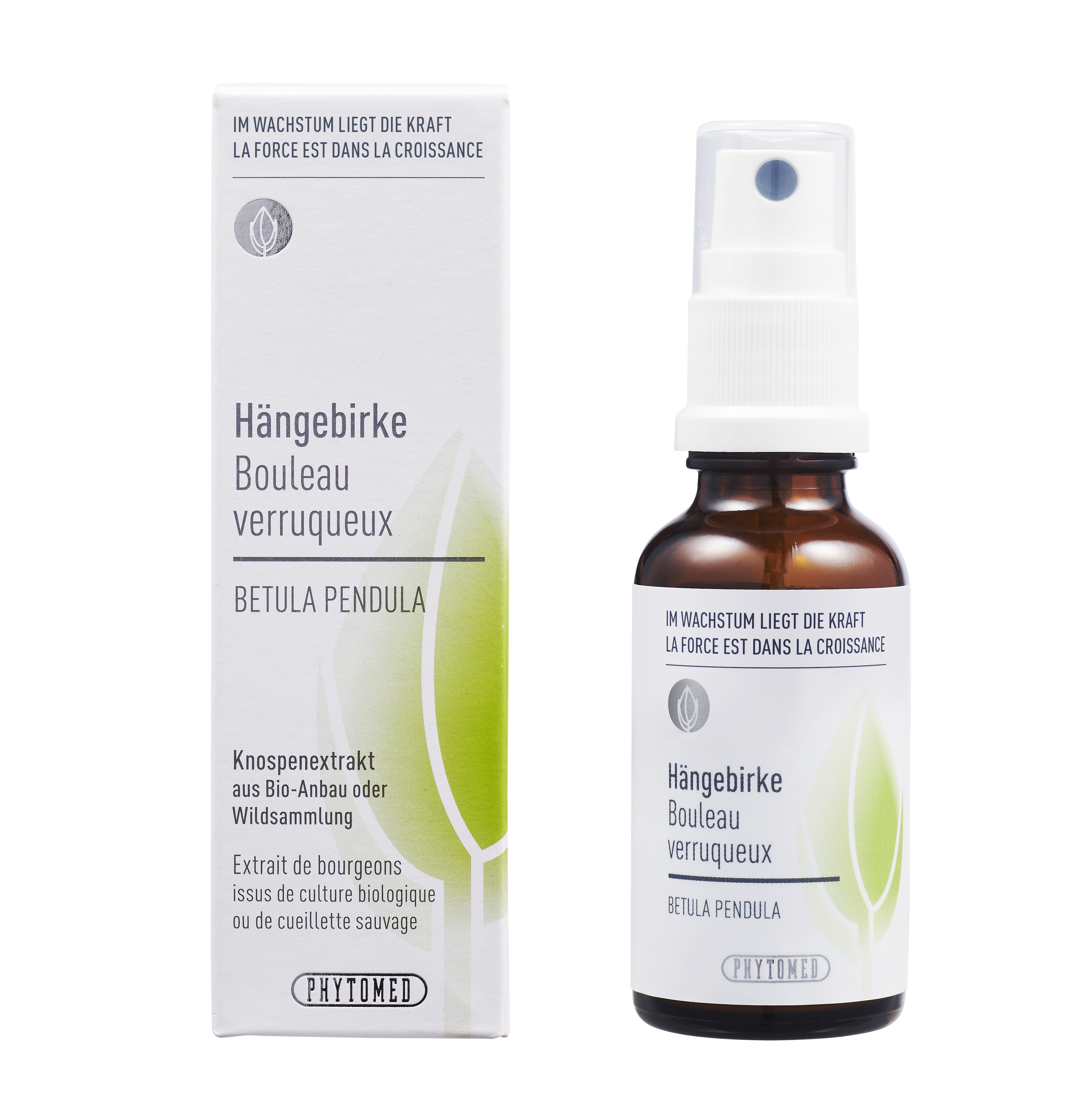Hängebirke – Die Leichte