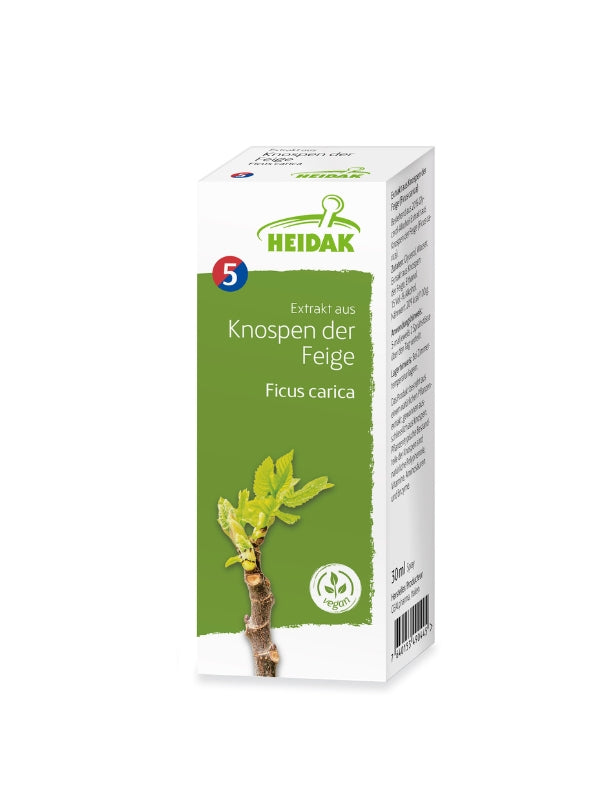 Feige - Ficus carica – Die Glückliche & Zufriedene