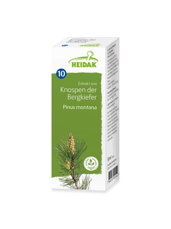 Bergkiefer - Pinus montana – Die Bewegliche