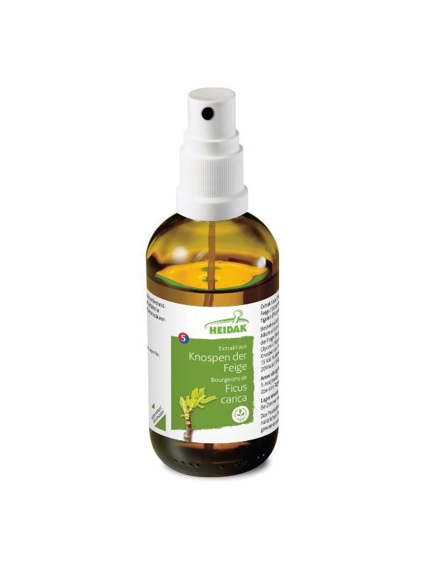 Feige - Ficus carica – Die Glückliche & Zufriedene